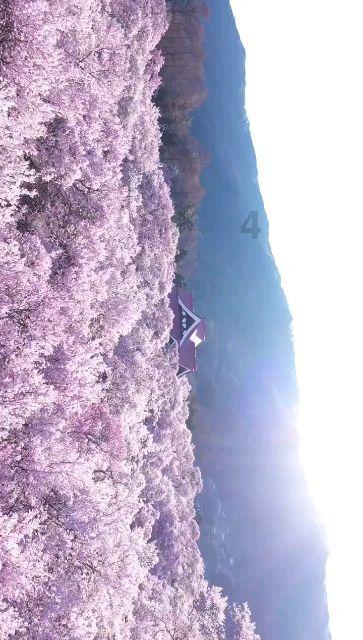 祸乱君心